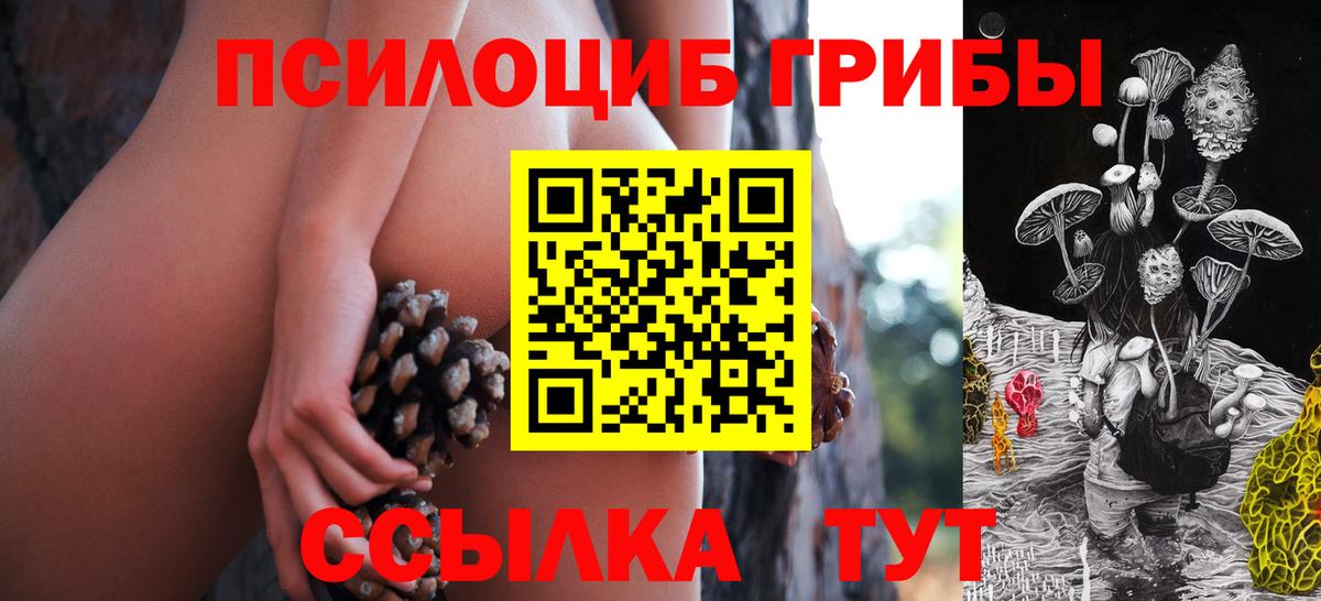 Псилоцибиновые грибы Psilocybe Черногорск